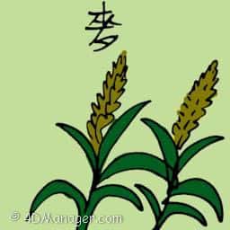 麦 wheat