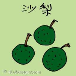 沙梨 asian pear