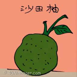 沙田柚 shatian pomelo