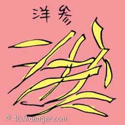 洋参 ginseng