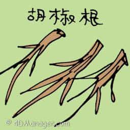 辣椒根 pepper root