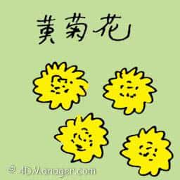 黄菊花 yellow chrysanthemum