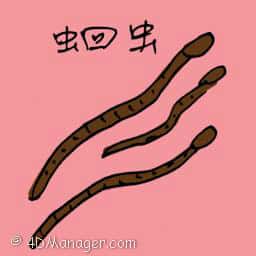 蛔虫 round worm