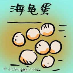 海龟蛋 turtle eggs