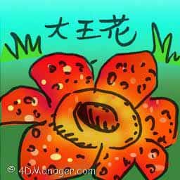 大王花 rafflesia