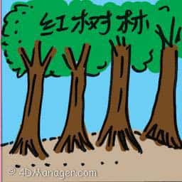 红树林 mangroves