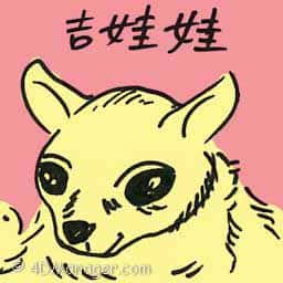 吉娃娃 chihuahua