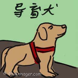 导盲犬 guide dog