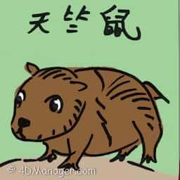 天竺鼠 guinea pigs