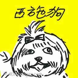 西施狗 shis tzu