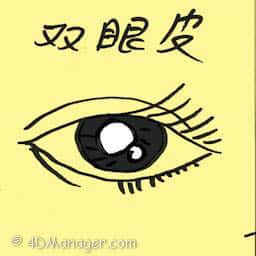 双眼皮 eyelid