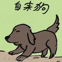 自来狗 unsolicited dog