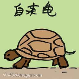 自来龟 unsolicited turtle
