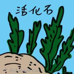 活化石 living fossil