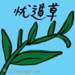 忧遁草 snake plant