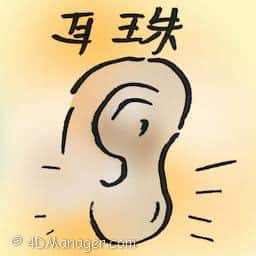 耳珠 tragus