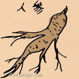 人参 ginseng