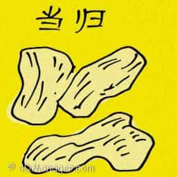 当归 angelica root extract
