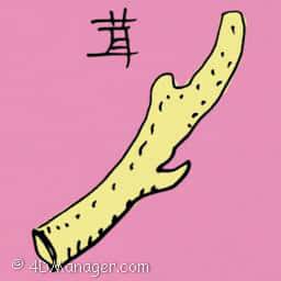 茸 medical antler