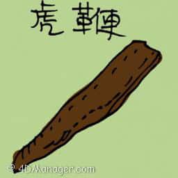 虎鞭 tiger testicle