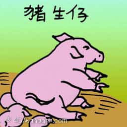猪生子 pig giving birth