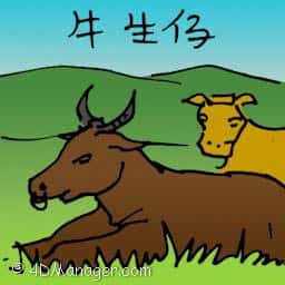 牛生仔 cow giving birth