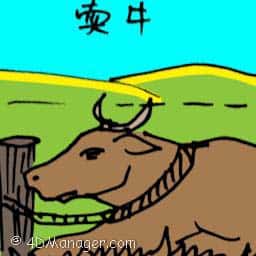 卖牛 selling cow