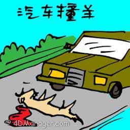 汽车撞羊 goat hit by car