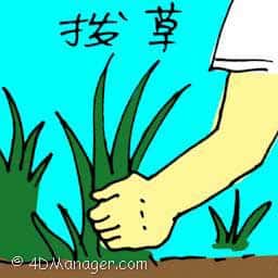 拔草 picking weeds