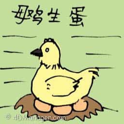 母鸡生蛋 laying eggs
