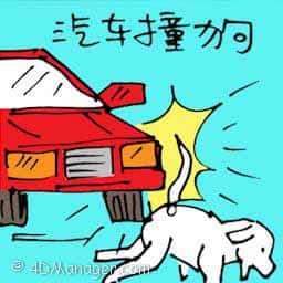 汽车撞狗 dog hit by car