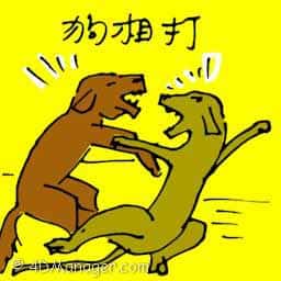 狗打架 dogs fighting