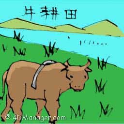 牛耕田 cow ploughing paddy field