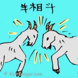 羊相斗 goat fighting
