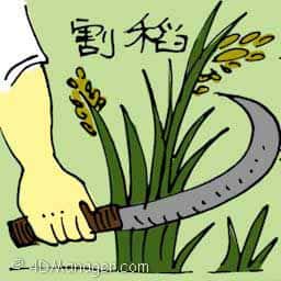 割稻 cutting paddy