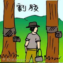 割胶 tapping rubber