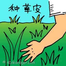 种草皮 sowing plants