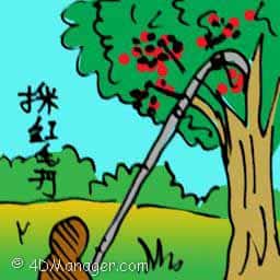 採红毛丹 plucking rambutan