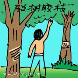 驳树胶枝 joining rubber tree branches