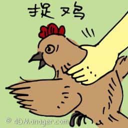 捉鸡 catching chicken
