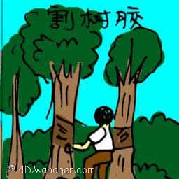 割胶树 tapping rubber