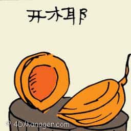 开椰 opened coconut