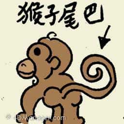 猴子尾巴 monkey tail