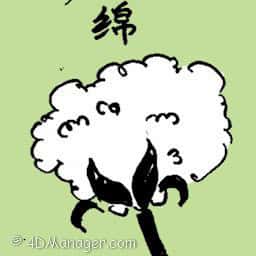 绵 cotton