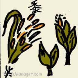 黍 broomcorn
