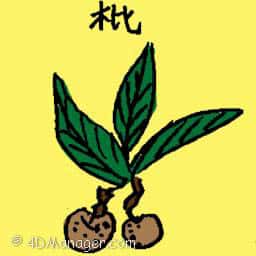 枇 loquat plant