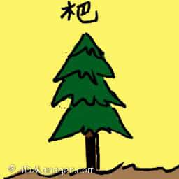 杷 evergreen tree
