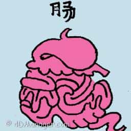 肠 intestine