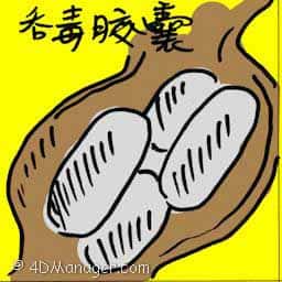 吞毒胶囊 swallowing drug capsules