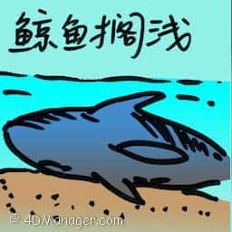 鲸鱼搁浅 whale carcass on beach